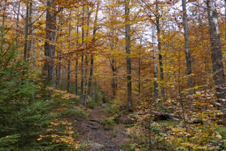 Herbstwald am Lusen
