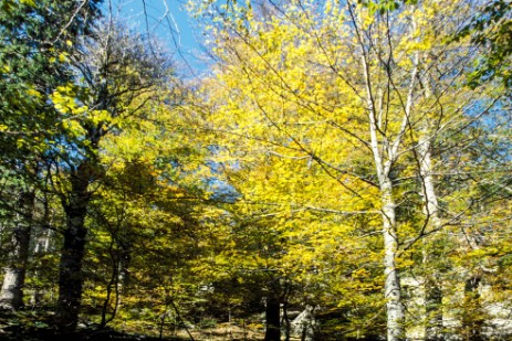 Herbstfarben am Großer Rachel 
