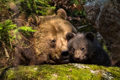 Bären im Tiergehege Nationalpark Bayerischer Wald