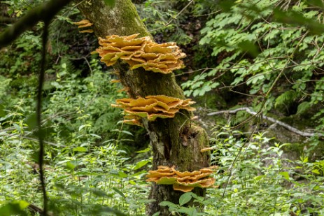 Baumschwammerl in der Buchberger Leite