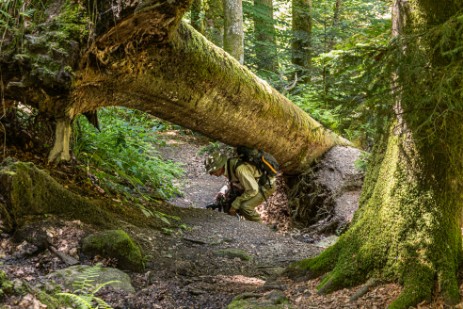 Umgefallene Bäume auf Wanderweg in Buchberger Leite