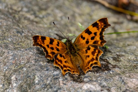 Schmetterling in der Buchberger Leite