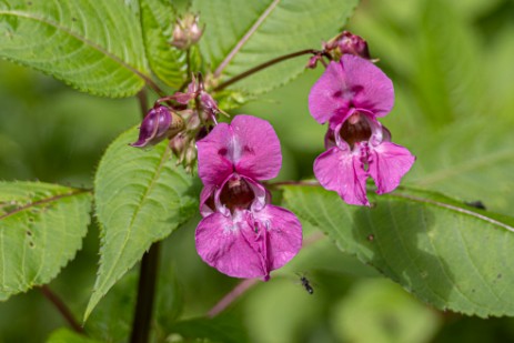 Blumen in der Buchberger Leite