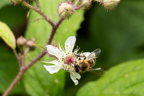 Blumen in der Buchberger Leite