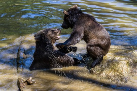 Spielende junge Bären im Tiergehege Nationalpark Bayerischer Wald