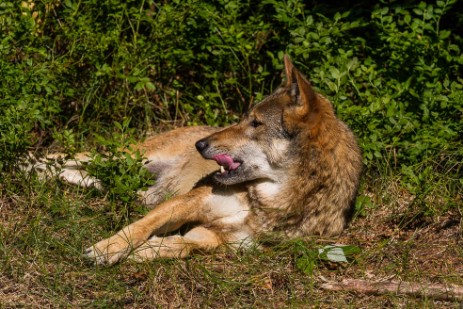 Wolf im Tierfreigehege Falkenstein