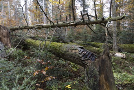 Umgestürzter Baum am Seelensteig