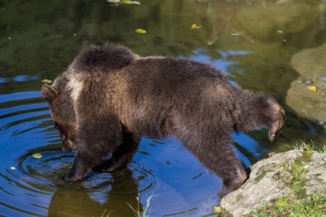 Kleiner Bär im Tiergehege Nationalpark Bayerischer Wald