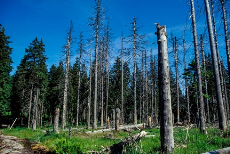 Borkenkäferschäden im Nationalpark Bayerischer Wald