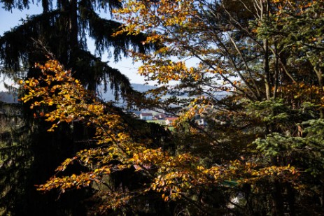 Blick vom Aussichtsturm am Baumwipfelpfad bei Neuschönau