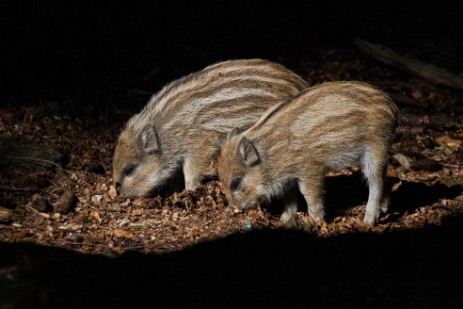 Wildschweine im Tiergehege Nationalpark Bayerischer Wald