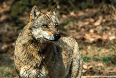 Wolf im Tiergehege Nationalpark Bayerischer Wald